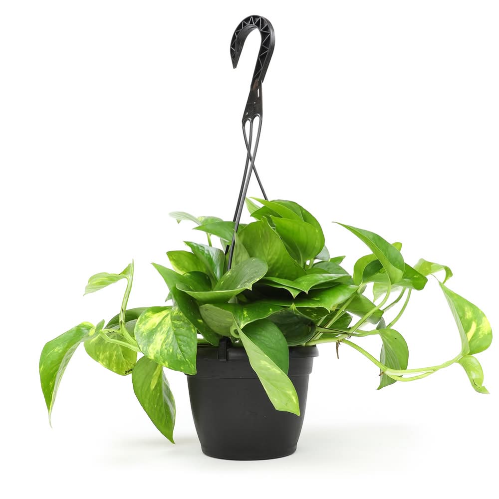 Lowe's Golden Pothos House plant in 1.4 Quart(s) Hanging basket 1 -Pack