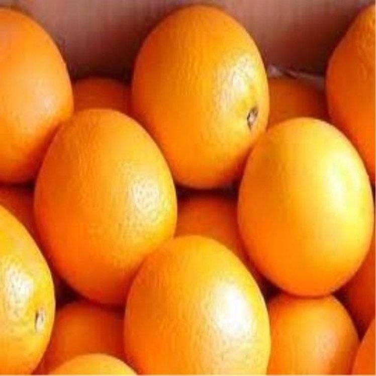 Orange 88 Count Fresh