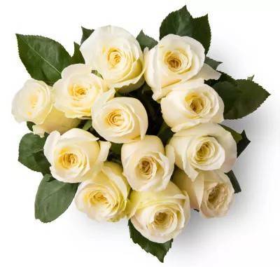White Roses (12 ct)