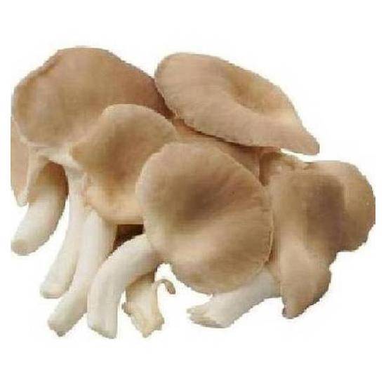 善美的有機秀珍菇 約150g