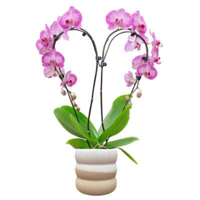 Debi Lilly Heart Orchid 5 Inches - Each