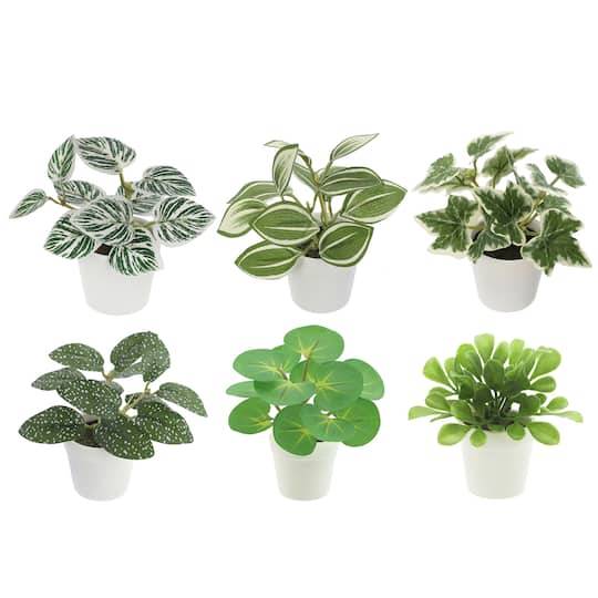 Assorted Micro Plant In White Pot By Ashland, 1Pc.