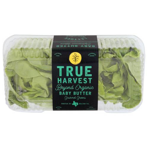 True Harvest Baby Butter Lettuce
