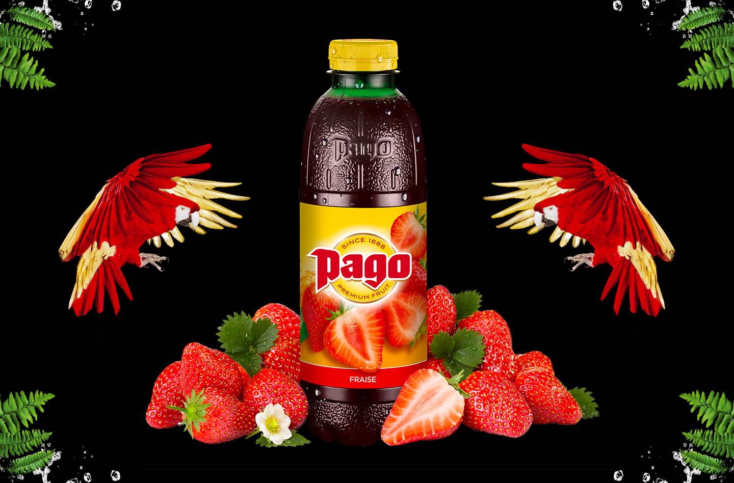 Pago fraise