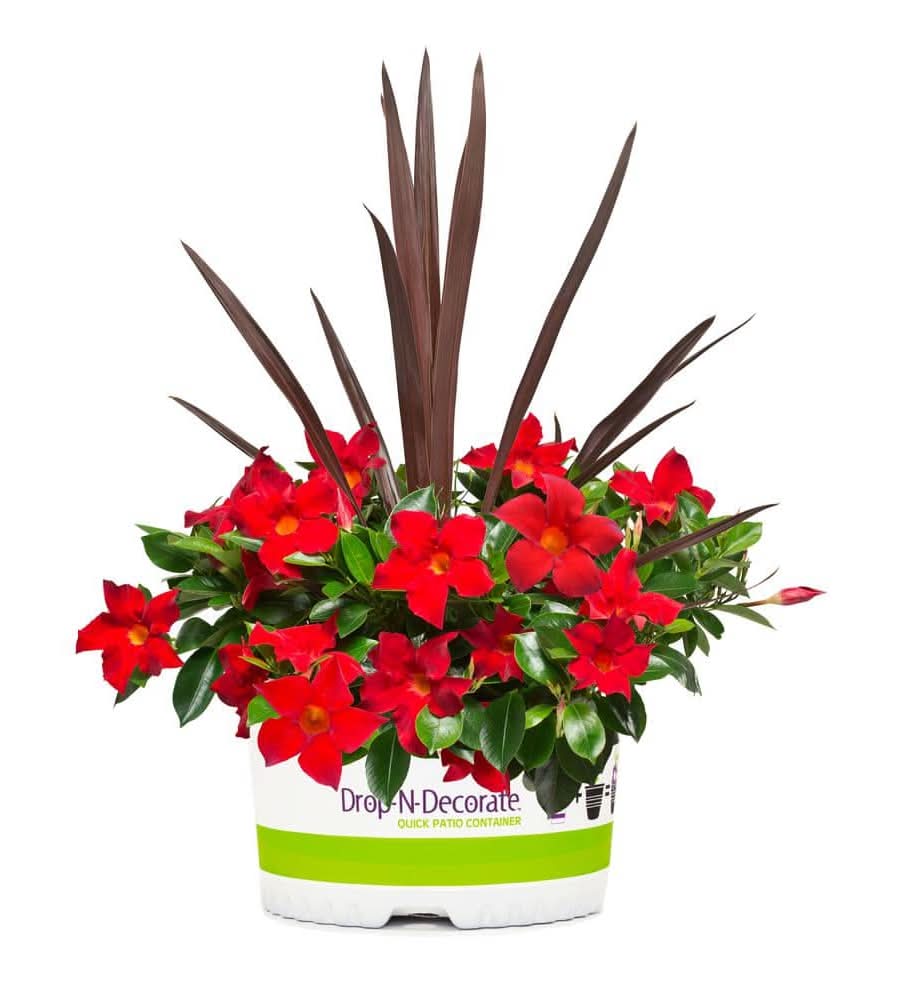 Rio #10 Drop-N-Decorate Dipladenia Flowering Annual Shrub With Assorted Colored Blooms