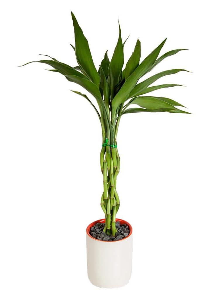 Costa Farms Lucky Bamboo Plant In Deco Pot (S)