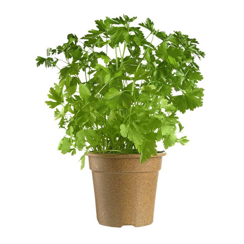 Freeman Herbs Organic Italian Parsley Potted