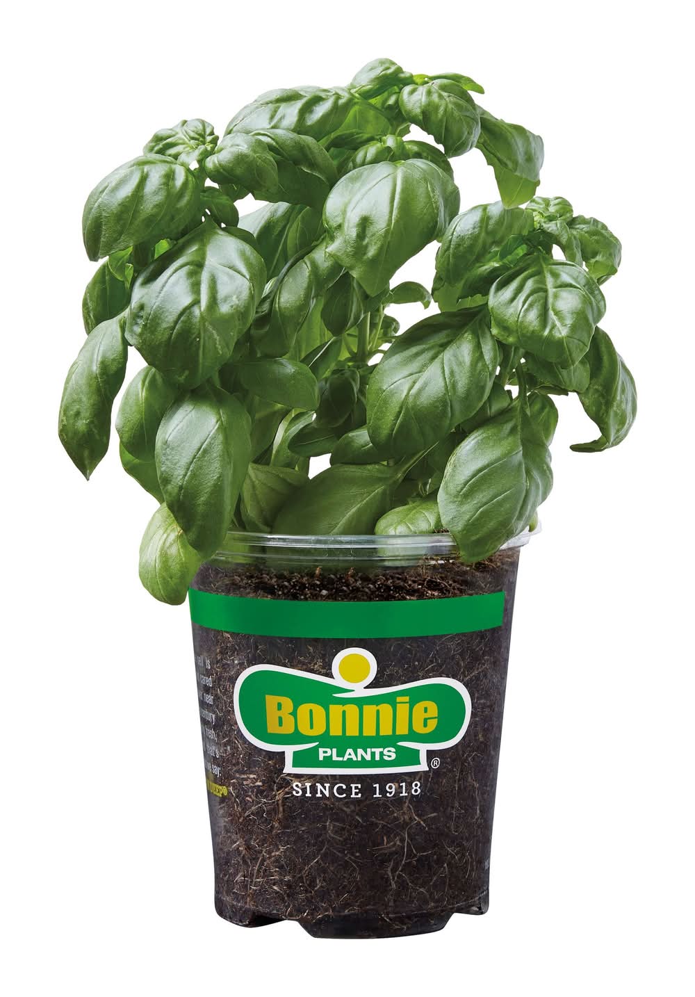 Bonnie Plants 1 -Pack Sweet Basil Plant in Pot