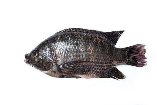 Whole Tilapia Fish