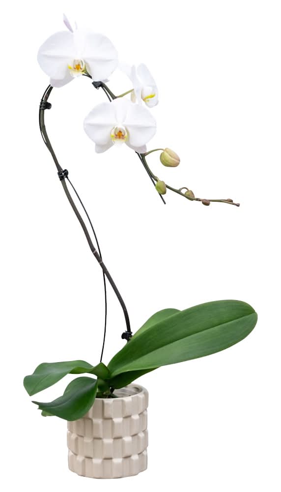 Bloom Haus Fresh Live White Cascade Orchid in Concrete Pot