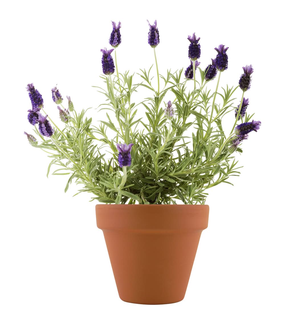 Mini Plant Grow Kit With Terra Cotta Pot lavendar