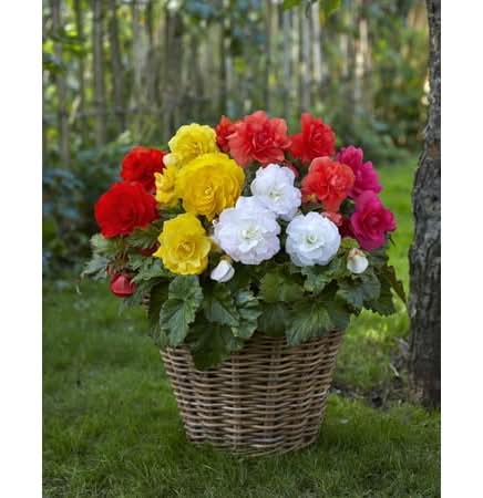 TASC Double Assorted Tulip Begonia Flower Plant