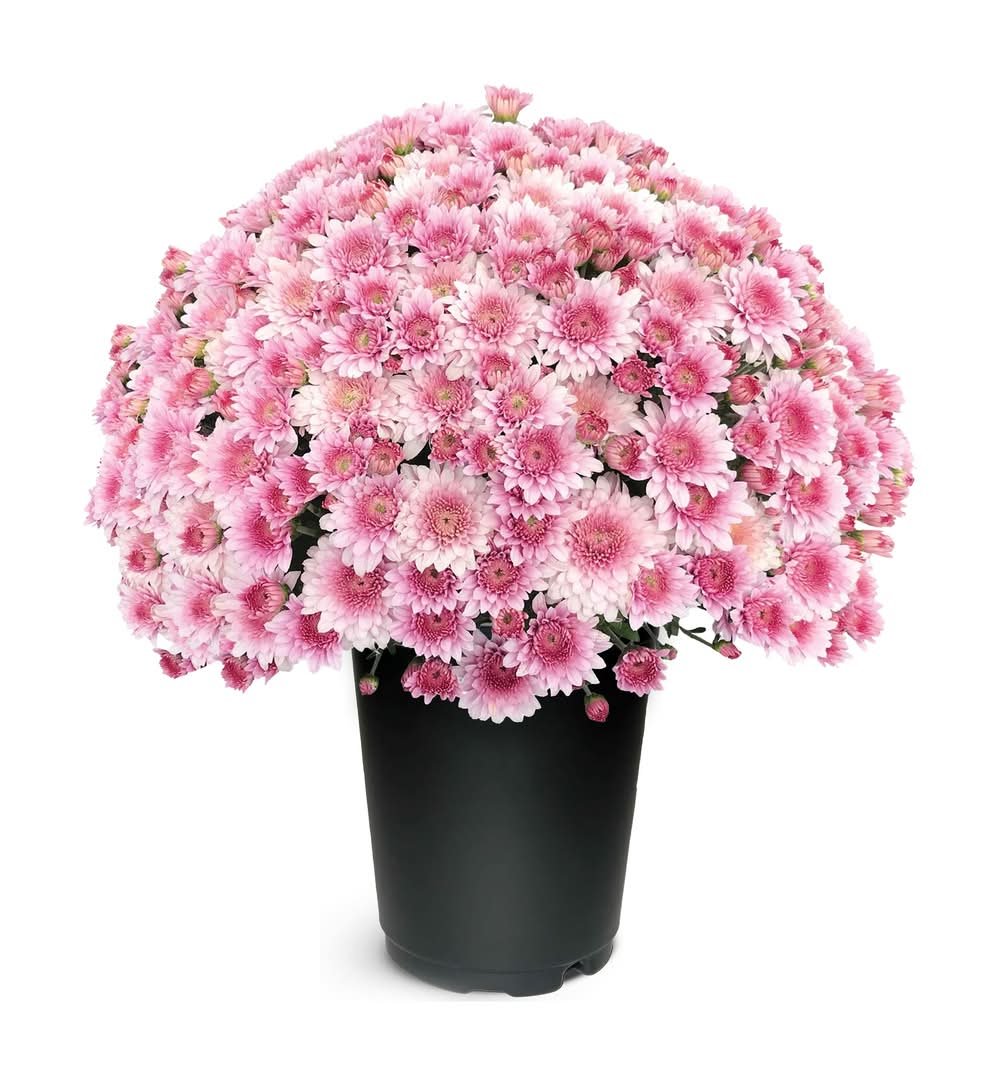 1.00-QT MUM PRP PGH PBS