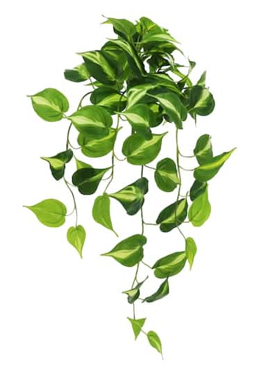 26" Dripping Variegated Pothos Bush By Ashland