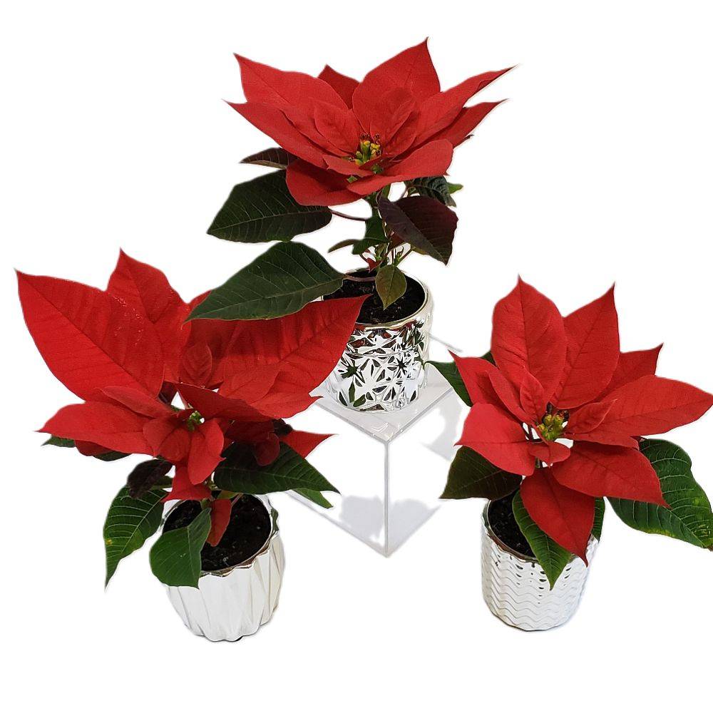 Mini Poinsettia In Ceramic Pot