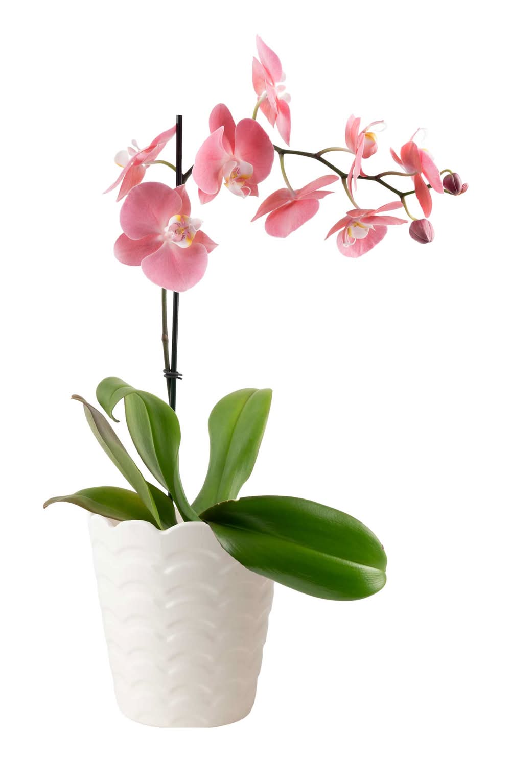 Costa Farms Mixed Specialty Orchids House plant in 1.68 Pint(s) Planter 1 -Pack