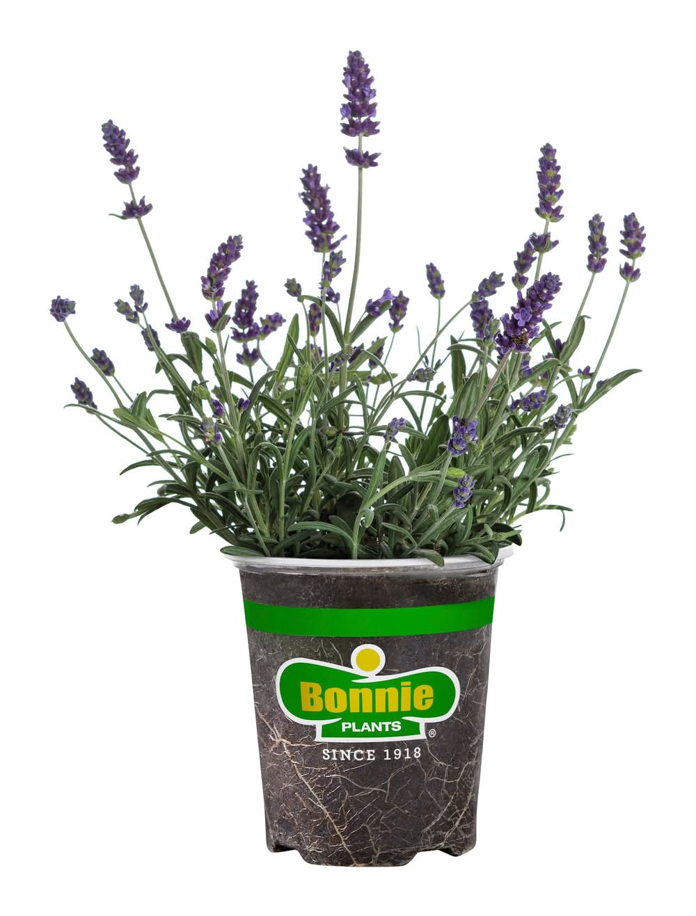 Bonnie Plants 1.0 -Pack Lavender Plant in Pot