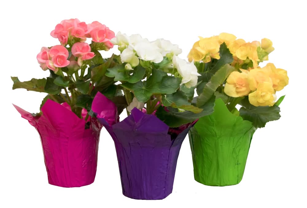 4" Rieger Begonia