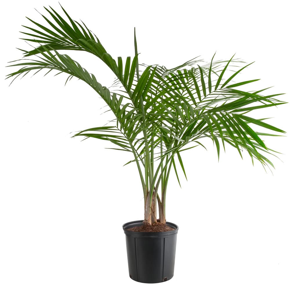 Lowe's Majesty Palm House plant in 1.94 Gallon(s) Pot 1 -Pack