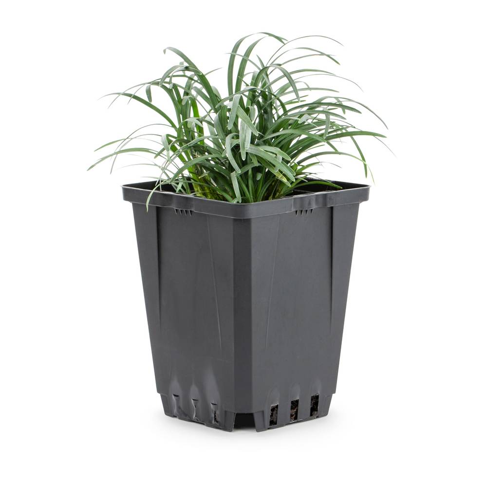 Lowe's Mondo Grass Plant in 1-Pint Pot | 418183