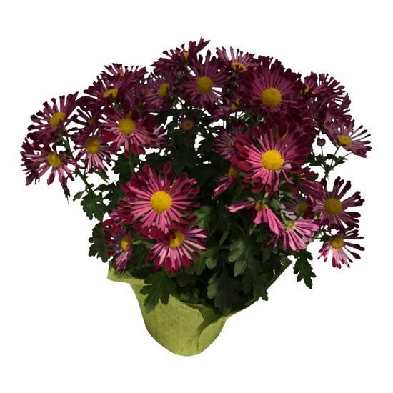 6 In Mums (1 ct)