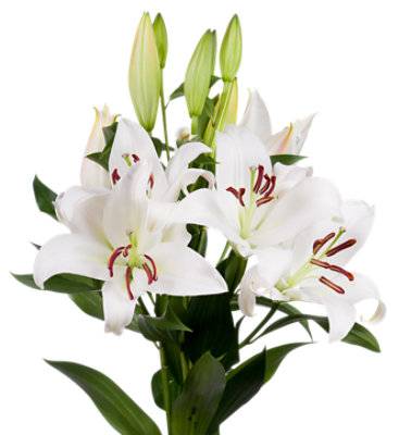 Premium Oriental Lily Assorted - 3 Stem