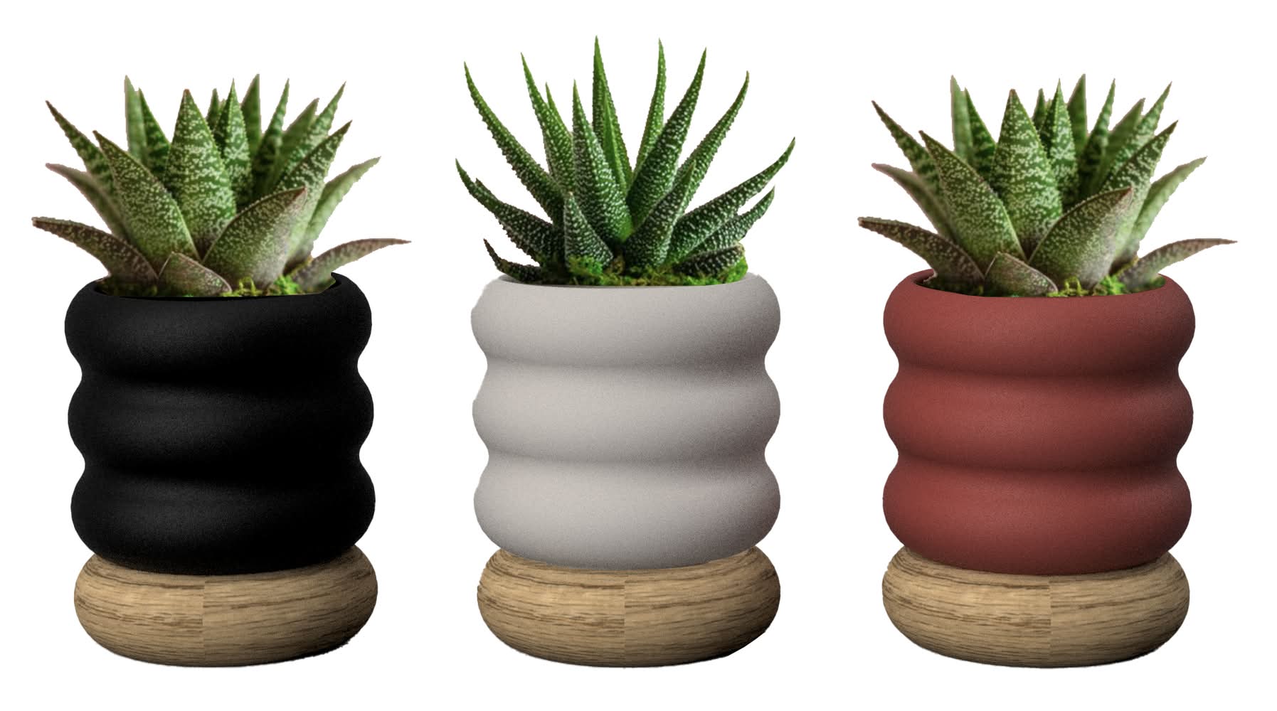 LiveTrends Carlton - Assorted Succulents House plant in 2.30 Ounce(s) Pot 1 -Pack