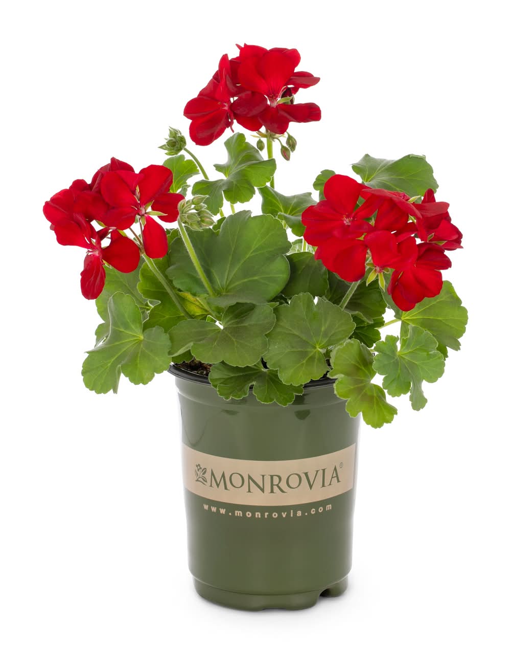 Lowe's Multicolor Geranium in 1 Quart(s) Pot 1 -Pack