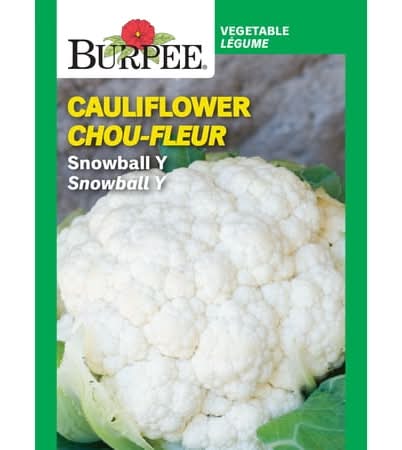Burpee Snowball Y Cauliflower
