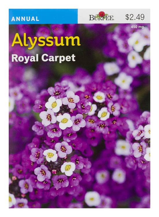 Burpee Alyssum Royal Carpet Seeds Annual