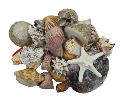 usshell Starfish Gift pack, Dark Mix
