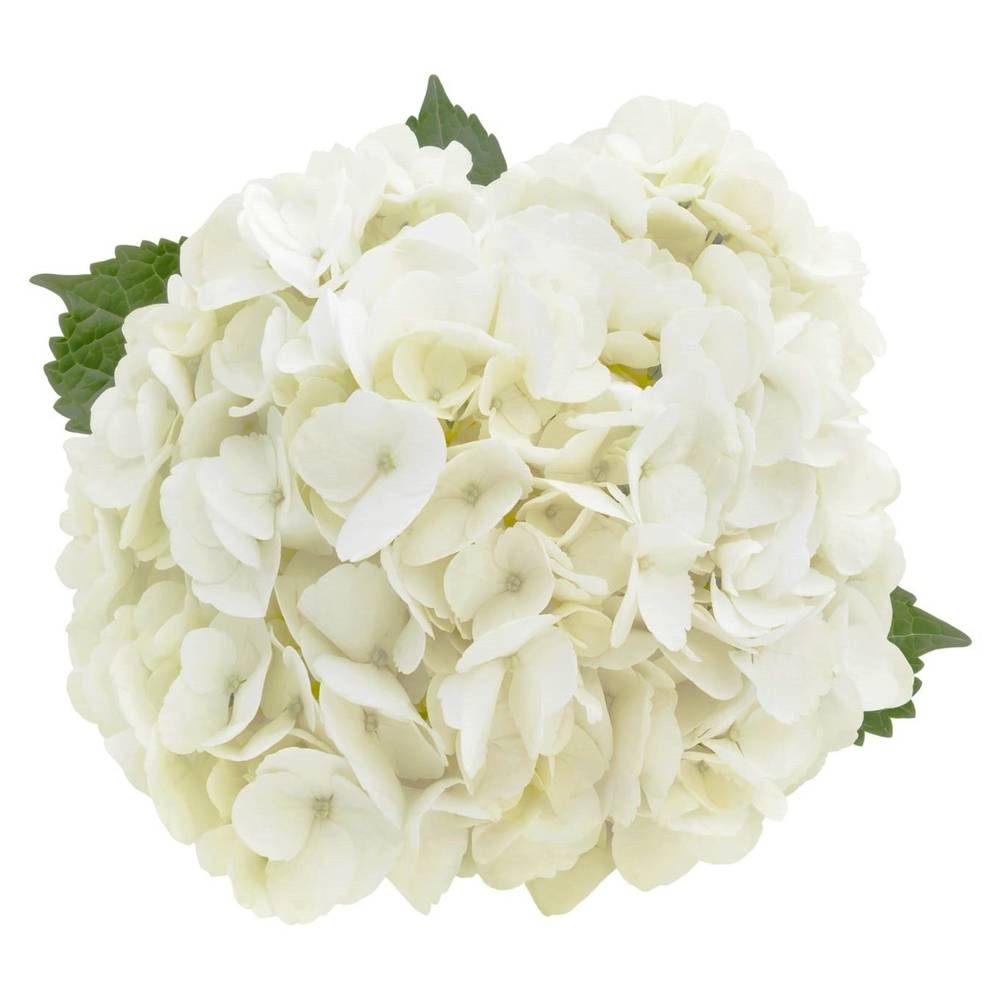 White Hydrangea Standard Flowers