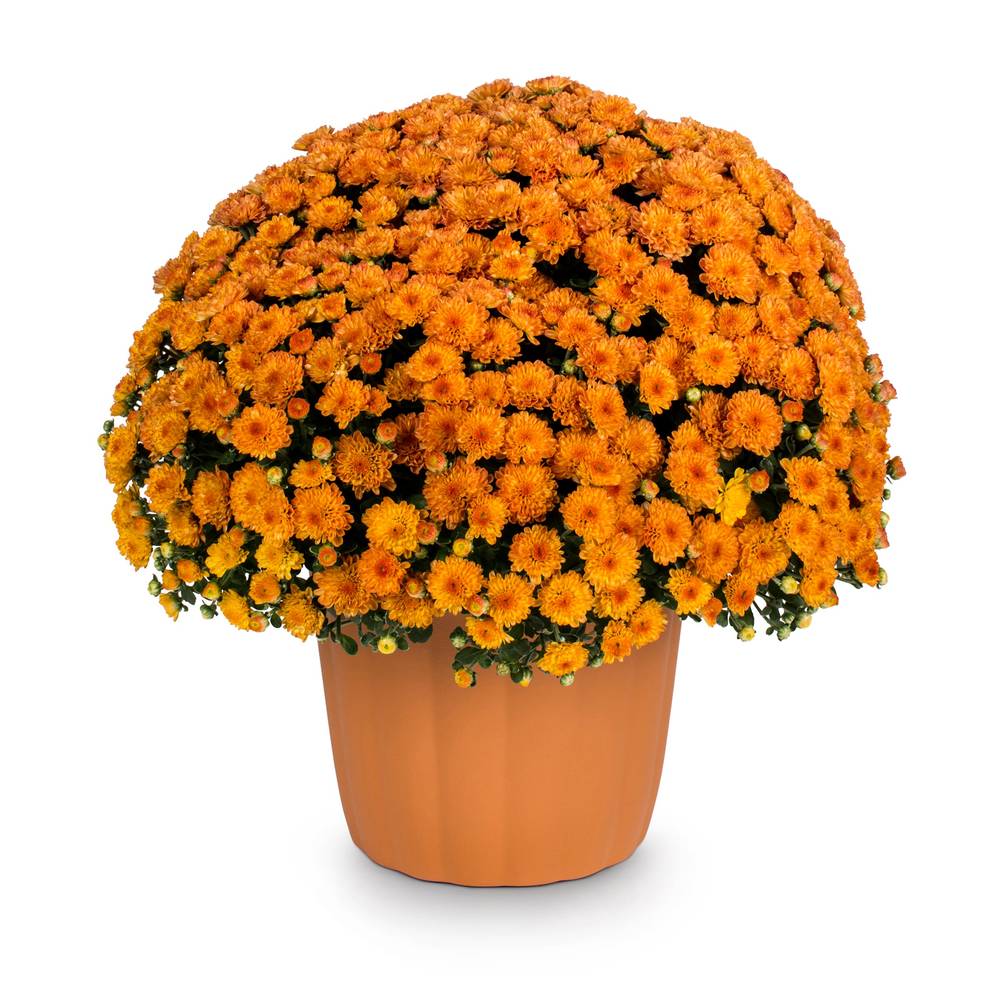 Lowe's Orange Mum in 3-Quart Planter | NURSERY