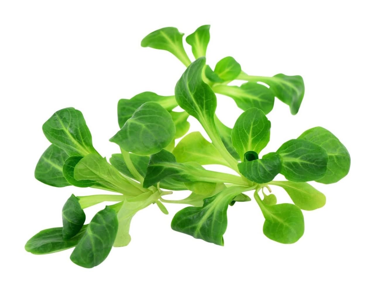 Salade mâche (125g)