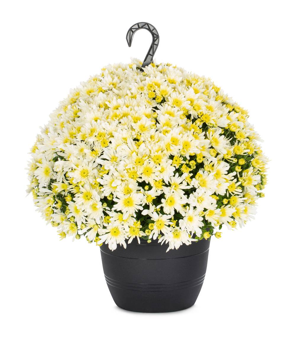 Lowe's White Mum in 1.5-Gallon Hanging Basket | NURSERY