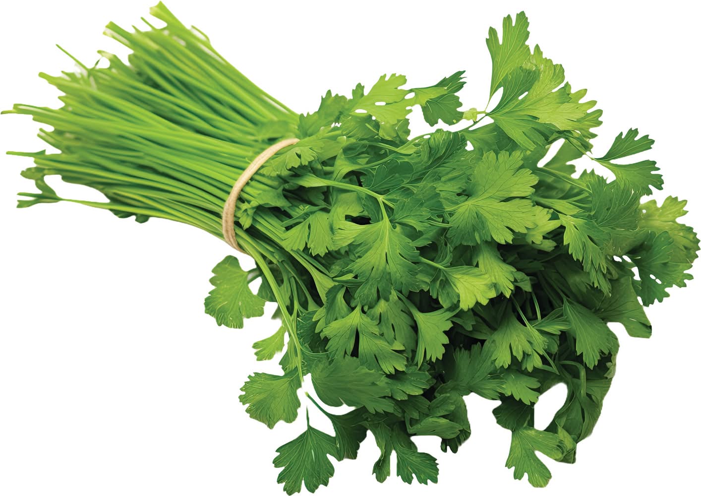 Cilantro