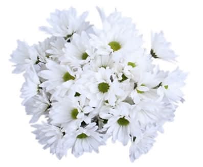 Signature Select Poms - Each  (Colors May Vary)