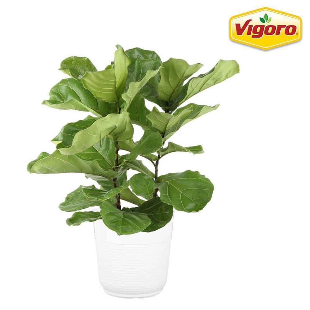 Vigoro 10 In. Lyrata Bush Fiddle Leaf Fig In White Plastic Deco Pot