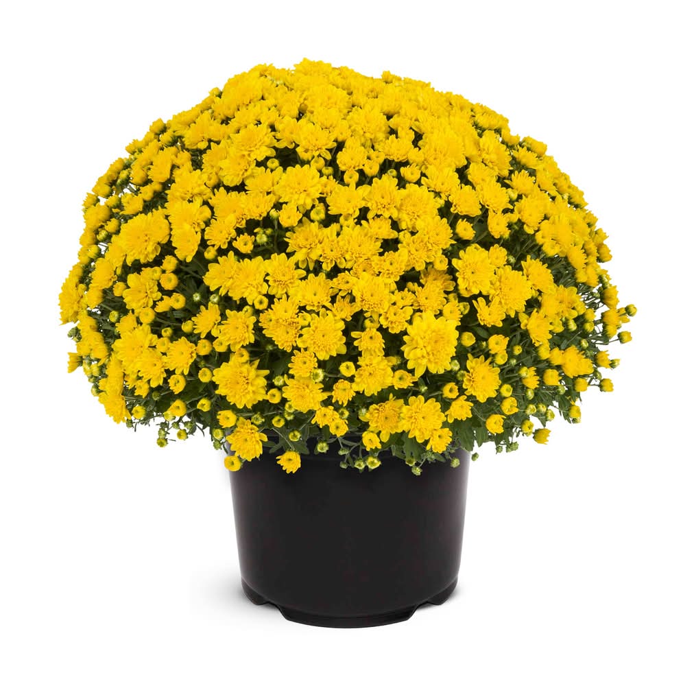 2.50-QT MUM YLW GARDEN PGH PBS