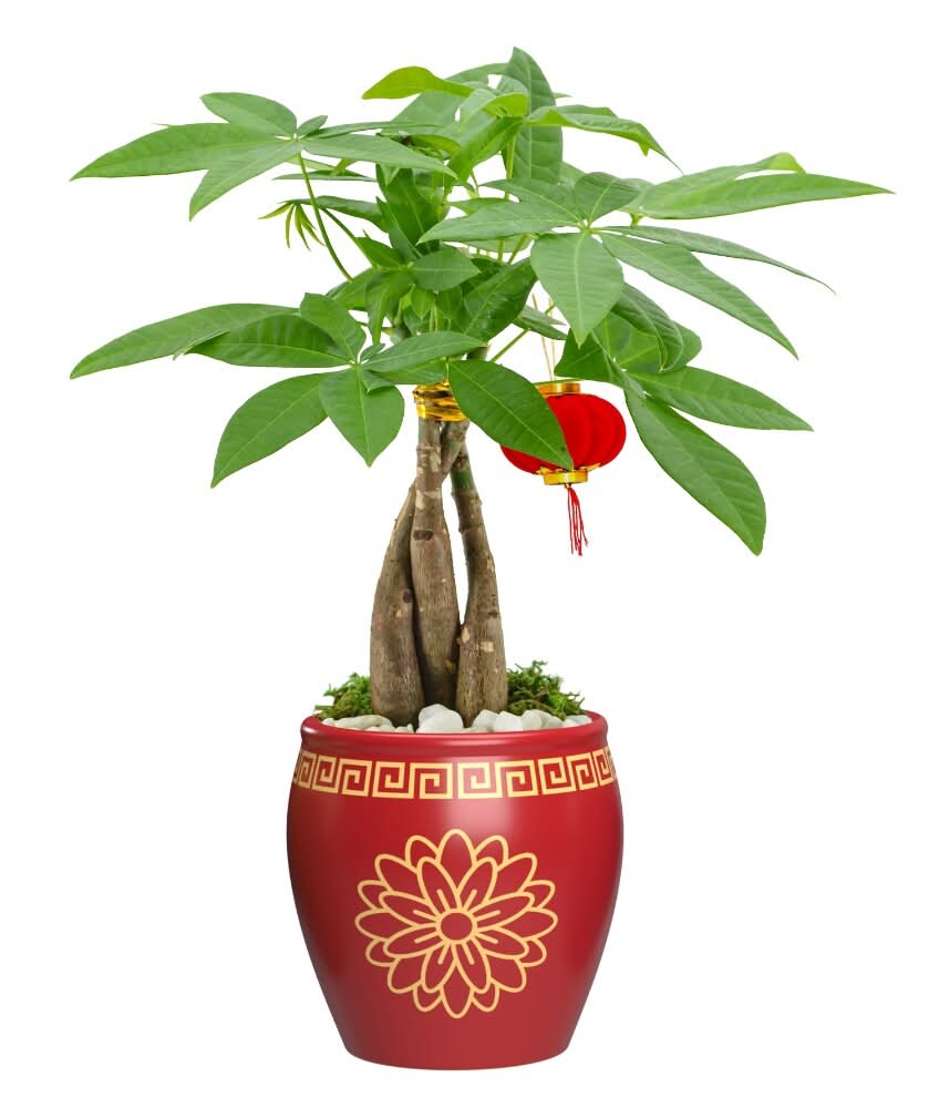 Penang Nursery Red Lotus With Braided Money Tree, 3.5 in