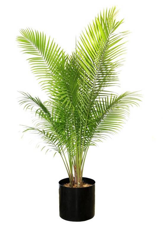 10'' Majesty Palms (1 ct)