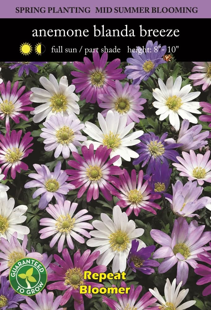 Anemone Blanda Breeze Mix