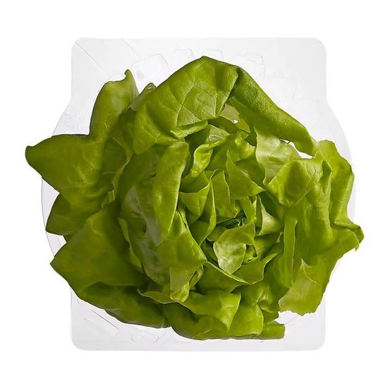 Boston lettuce - Laitue Boston (1 unit - Vendu individuellement)