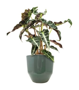 Tropical Plants In 6-Inch Pots 1.0 EA