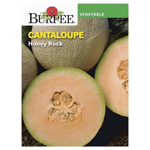 Burpee Cantaloupe, Honey Rock