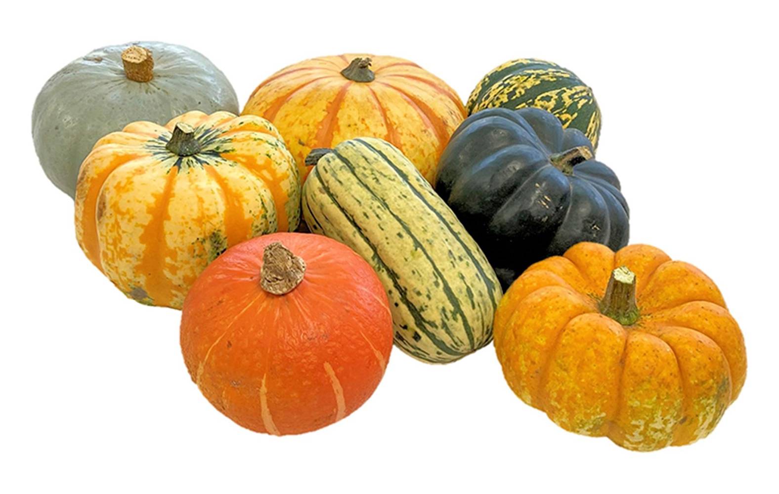 Sainsbury's Mixed Squash Single