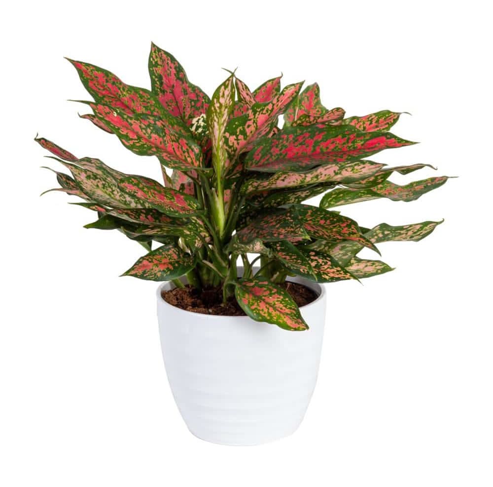 potted fiddle leaf fig Fiddle Leaf Fig Tree | Ficus Lyrata