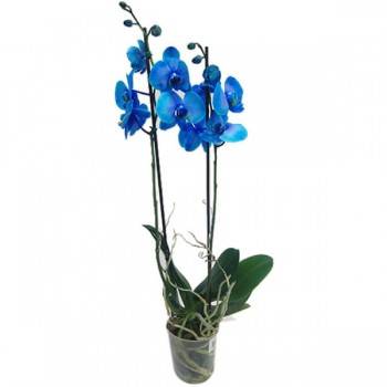 Orquídea phalaenopsis azul (pote 12)