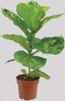 Velling Holambra · Planta ficus lyrata