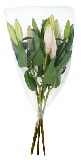 Waitrose & Partners Large Oriental White Lilies